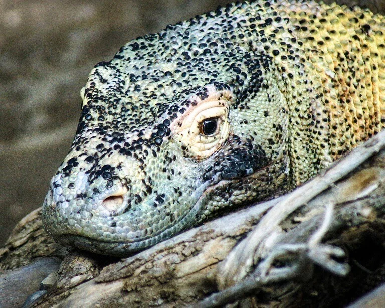 Komodo Dragon Face on wood