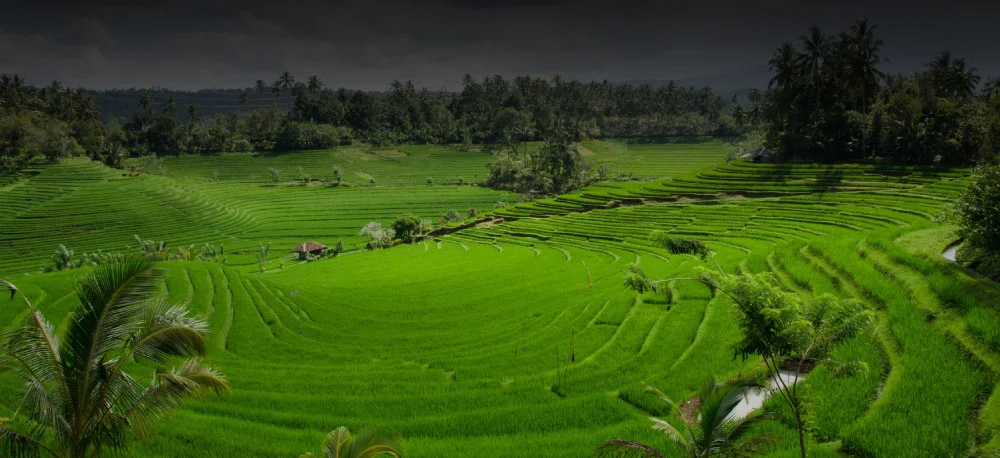 Bali Holiday & Travel
