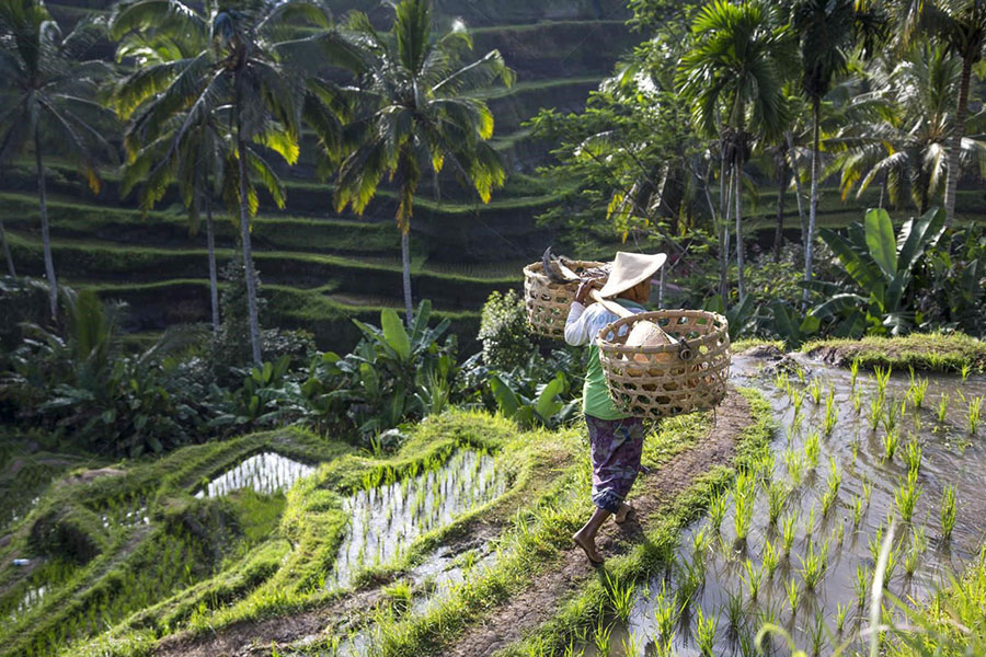 Local Ricefarmer in Ubud working on the Ricefield.
