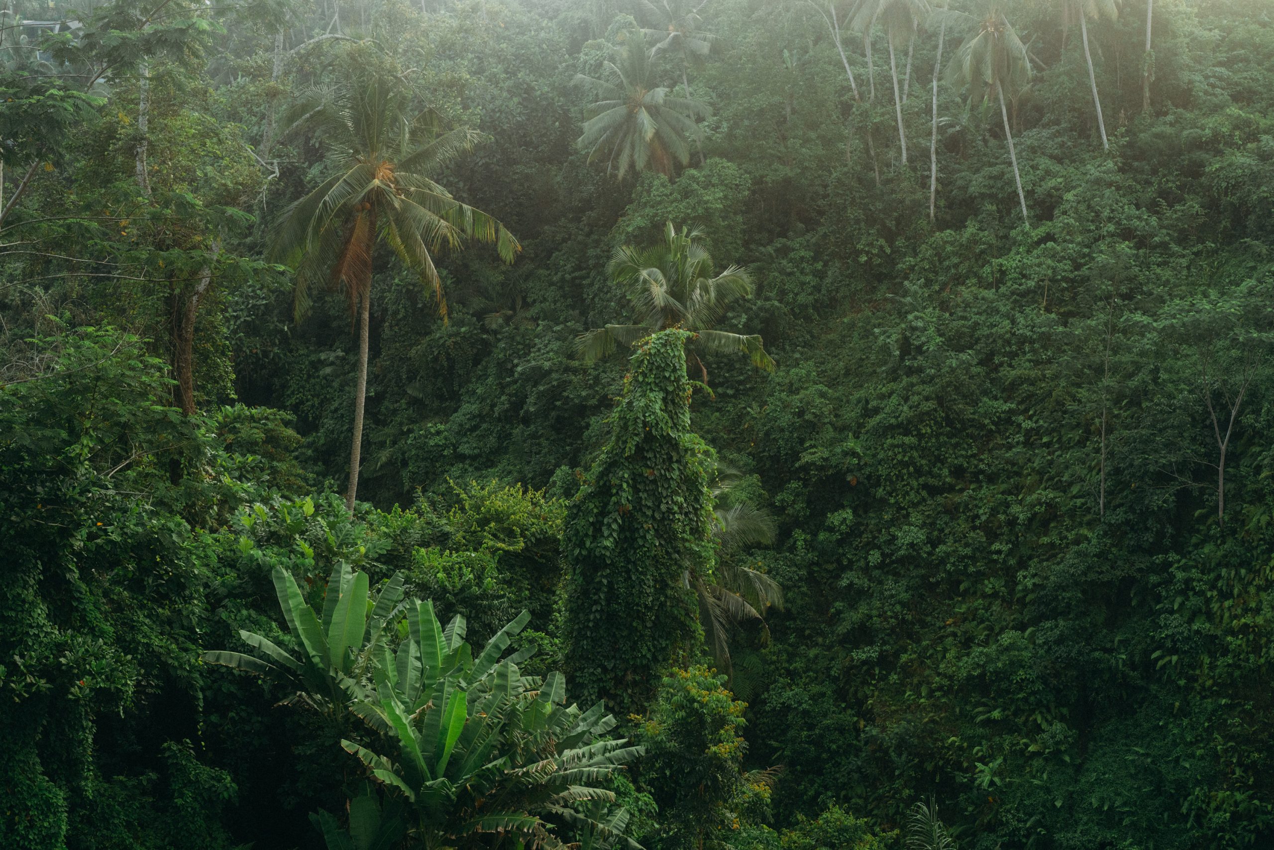 Viceroy-Bali-Valley-View
