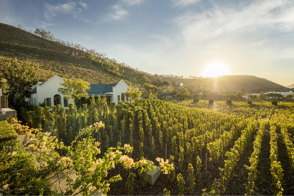 The sun rising over a vineyard