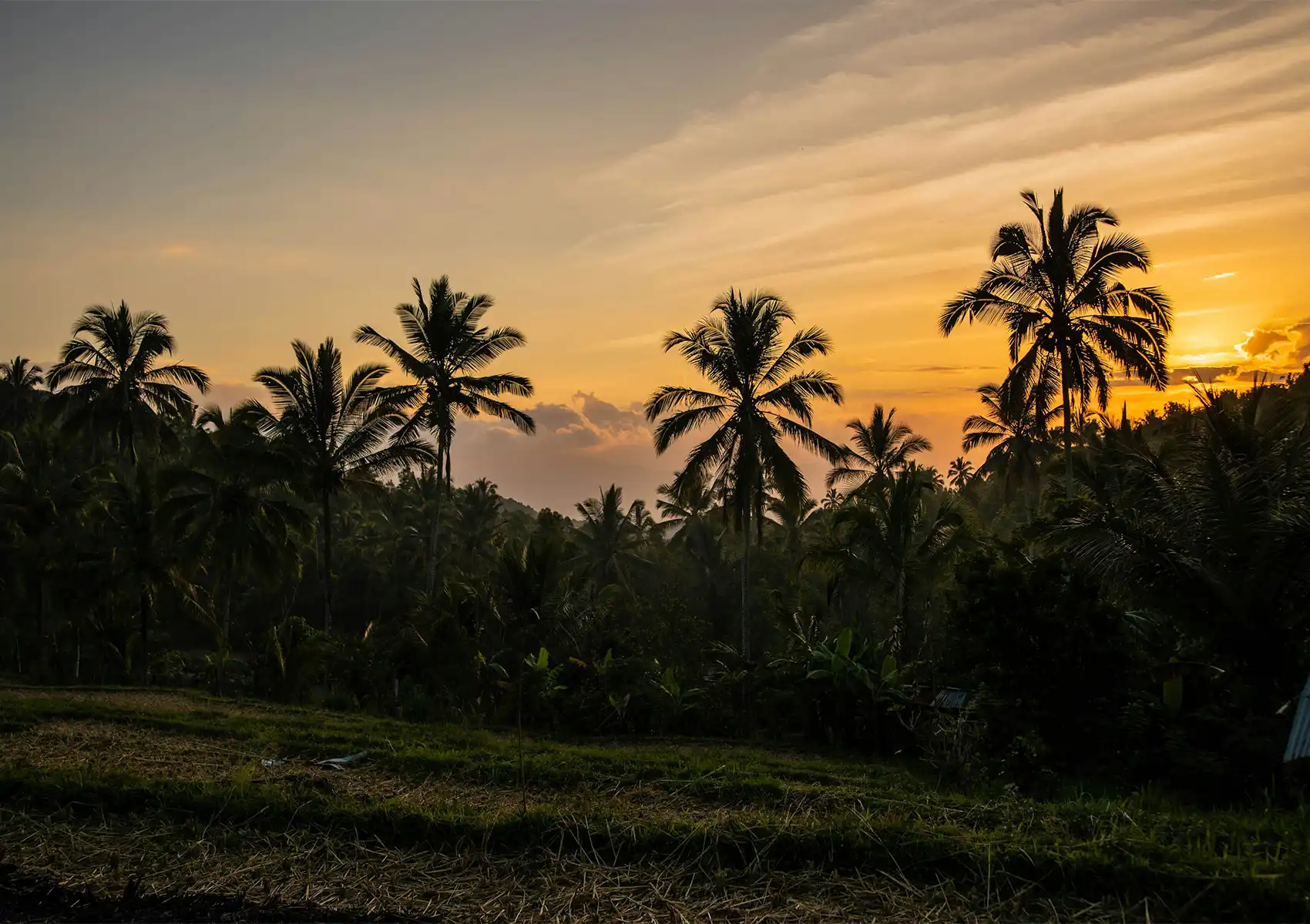 Silhouettes of tall coconut palm trees against a dramatic orange and golden sunset sky, with darkened tropical forest and rice field terraces in the foreground, creating a moody dusk landscape in the hills of Bali