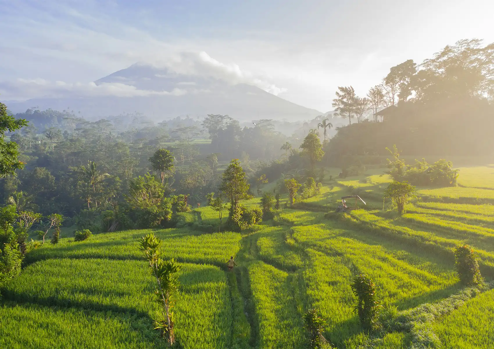 An aerial view of vibrant emerald green terraced rice fields bathed in golden morning light, with a lone farmer walking along a narrow path through the paddies, dense tropical jungle, and a cloud-shrouded volcanic peak rising in the misty background