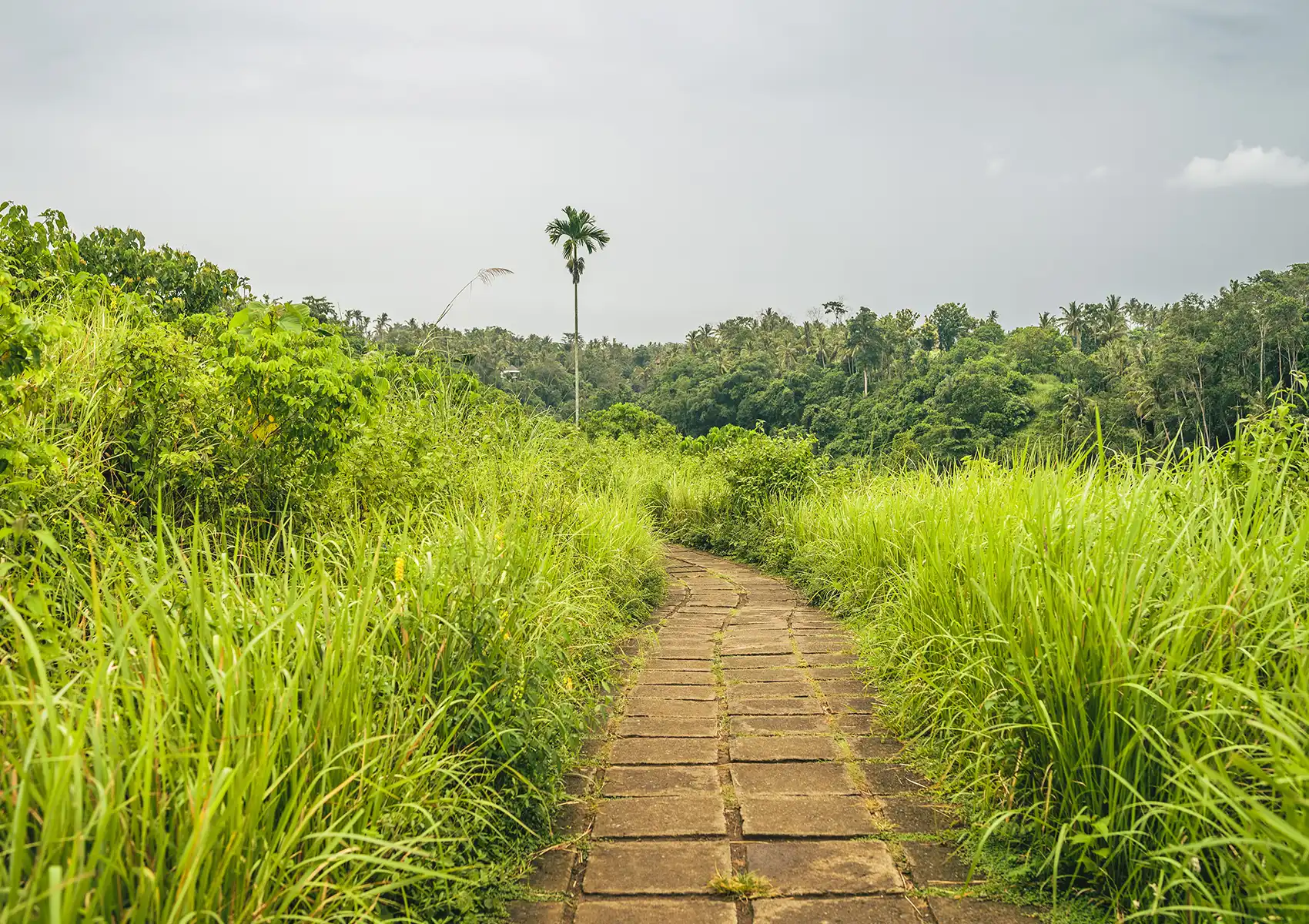 A stone pathway winding through tall green grass towards a dense tropical forest, offering a beautiful nature excursion just a short distance from your Private pool villa Ubud.