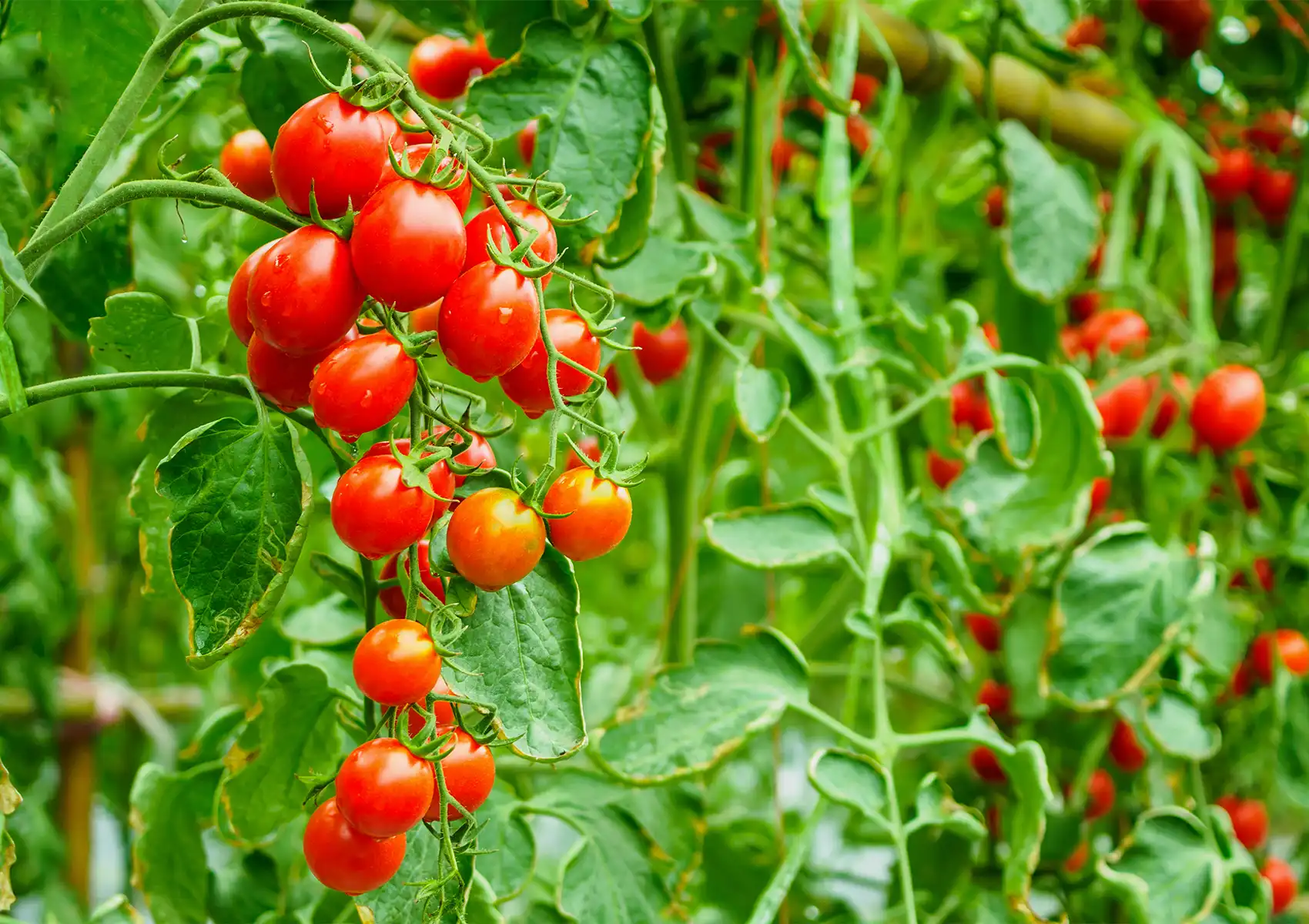 Vibrant red cherry tomatoes growing on a vine in a greenhouse, illustrating the packaging-free, farm-to-table approach of a zero waste lifestyle.
