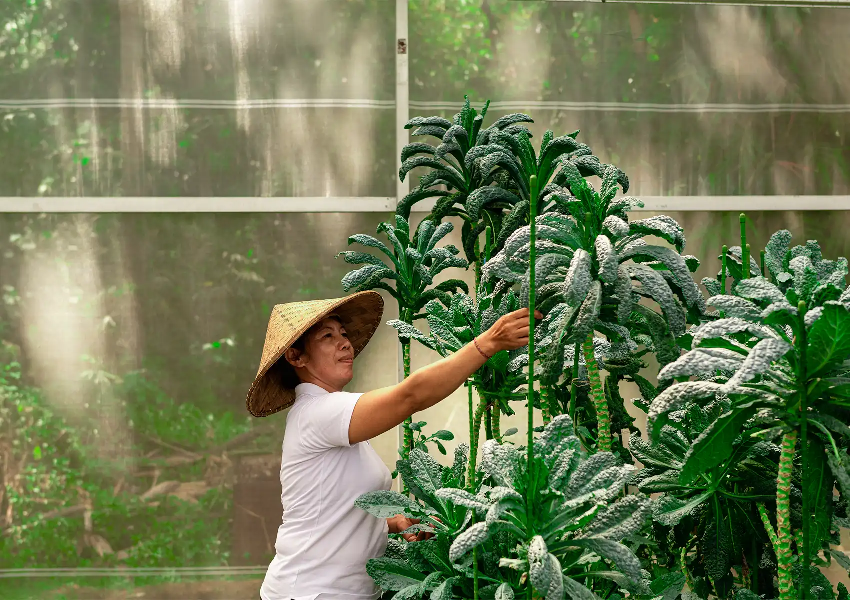 A woman wearing a traditional woven hat carefully harvesting large kale leaves in an organic greenhouse, demonstrating sustainable food practices essential to a zero waste lifestyle.