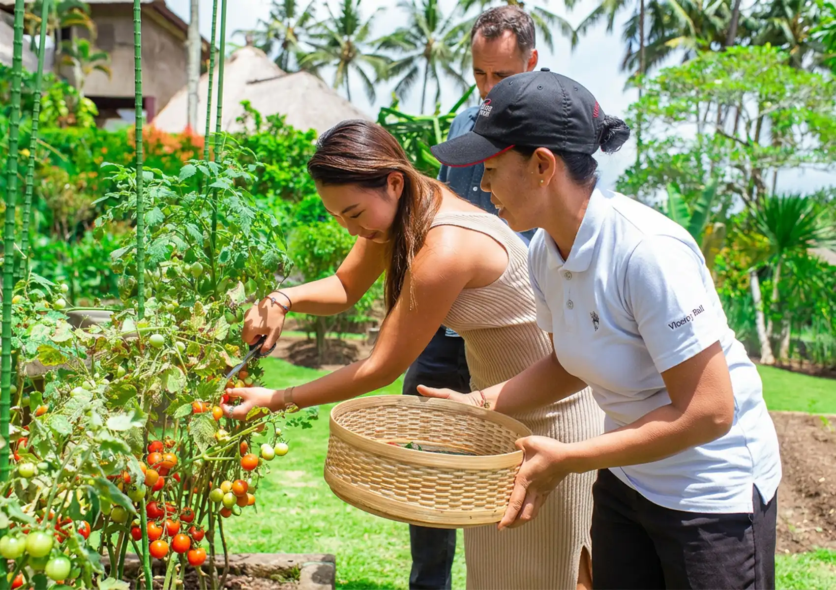 A guest and a staff member harvesting fresh tomatoes into a woven basket in the sunny organic garden at a boutique hotel bali.