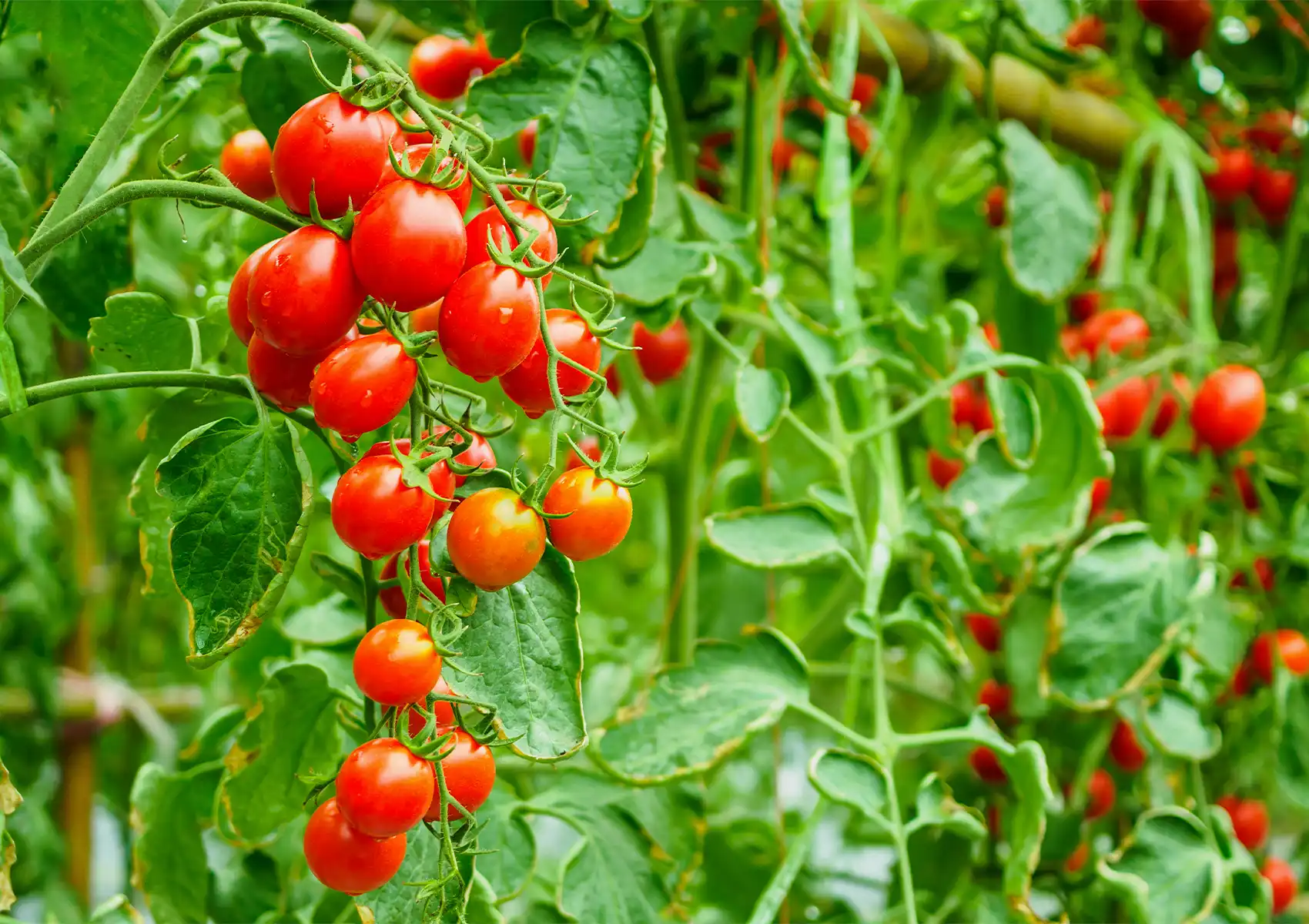 A close-up of vibrant red cherry tomatoes growing on a lush vine in the organic kitchen garden at a boutique hotel bali.
