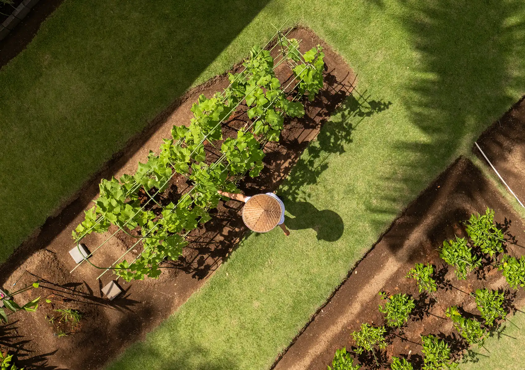 An aerial view of a person wearing a traditional conical hat tending to an organized, lush organic kitchen garden at a boutique hotel bali.