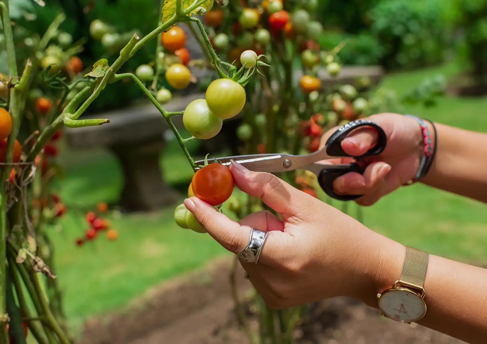 Close-up of hands using scissors to harvest a fresh cherry tomato from a lush garden at a boutique retreat Ubud.